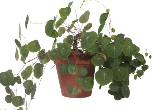 山乌龟为什么不能种家里