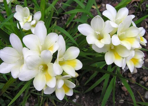 小苍兰种植时间和方法