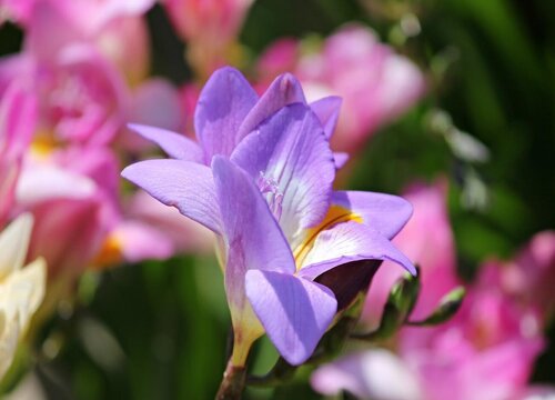 小苍兰种植时间和方法