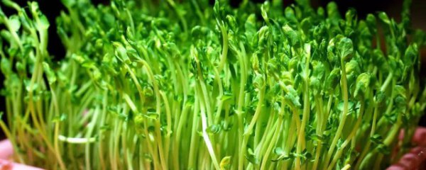 怎样长期存放新鲜黄豆苗