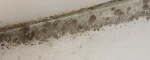 墙上的霉斑怎么去除