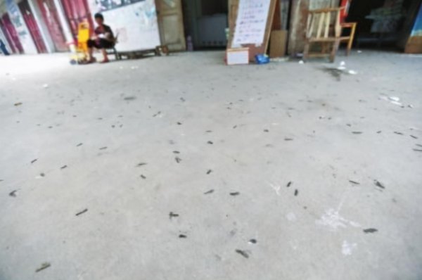 像蜈蚣一样的虫子很臭叫什么