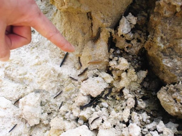 像蜈蚣一样的虫子很臭叫什么