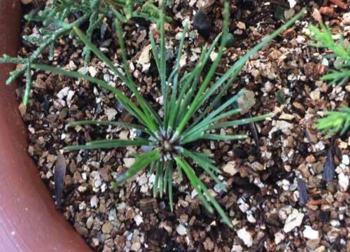 黑松扦插多久生根