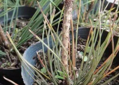 黑松扦插多久生根