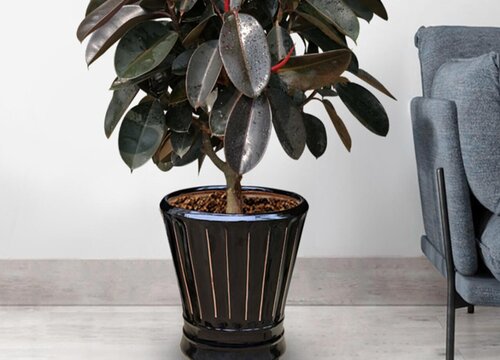 橡皮树用大盆好还是小盆好