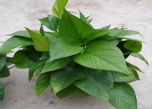 绿萝要晒太阳吗