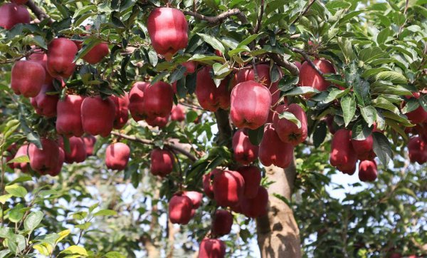 11月当季水果有哪些