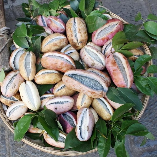 11月当季水果有哪些