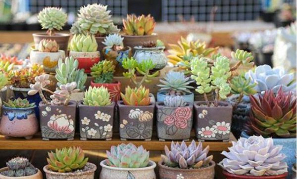 叶插多肉怎么养长得快又好看