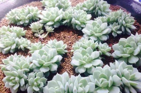 叶插多肉怎么养长得快又好看