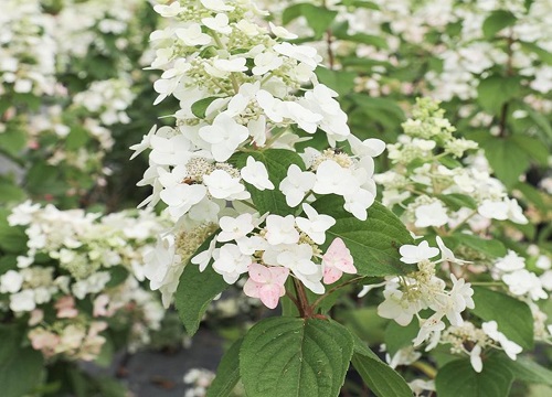 圆锥绣球最值得入手的品种