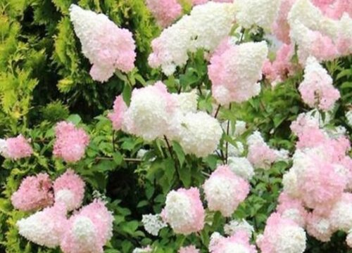 圆锥绣球最值得入手的品种