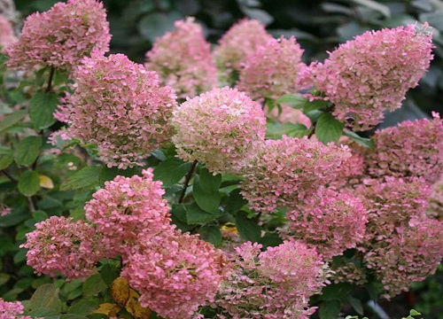 圆锥绣球最值得入手的品种