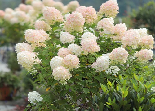 圆锥绣球最值得入手的品种