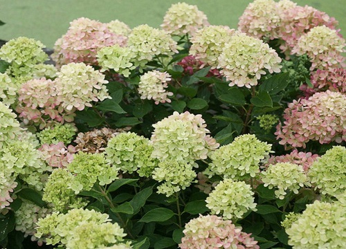 圆锥绣球最值得入手的品种