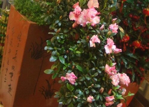 盆栽杜鹃花浇什么水最好