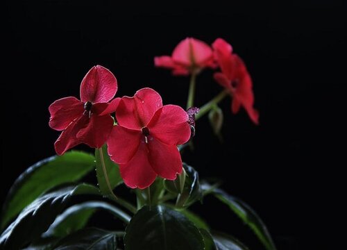 玻璃翠可以浇啤酒吗