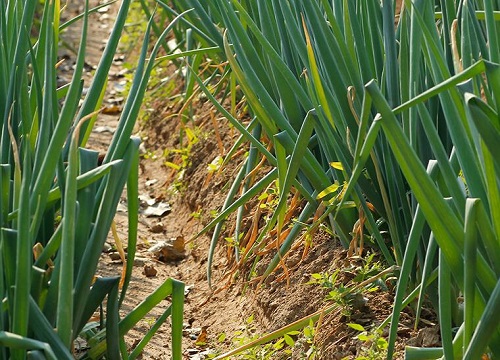 2023年种大葱怎么样