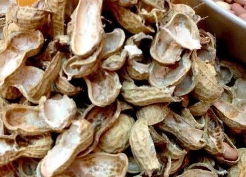 盆底垫上什么蟹爪兰长得快