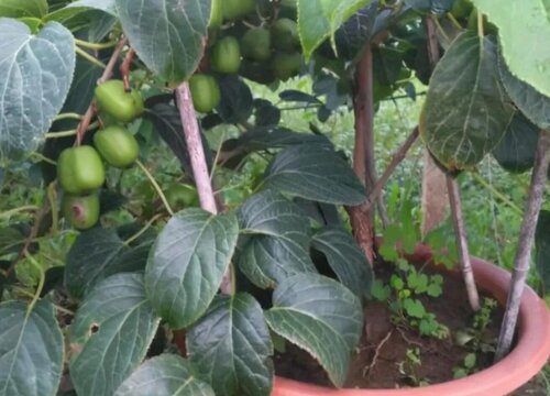 猕猴桃什么时候移栽最好