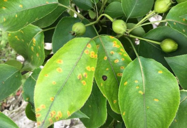 梨子树叶子上有黄斑点怎么回事