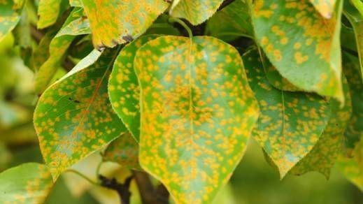 梨子树叶子上有黄斑点怎么回事