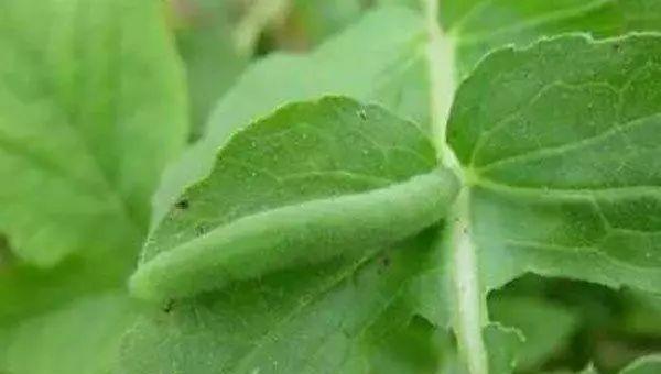 种的蔬菜生长过程中有虫子怎么办