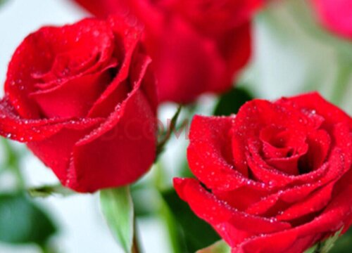 月季怎么养开花多