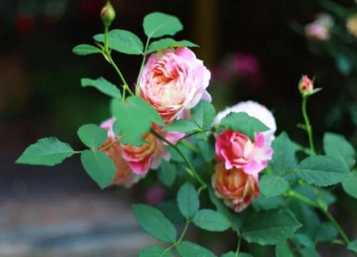 月季怎么养开花多