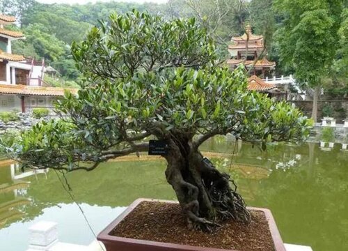 中华蚊母的养殖方法和注意事项