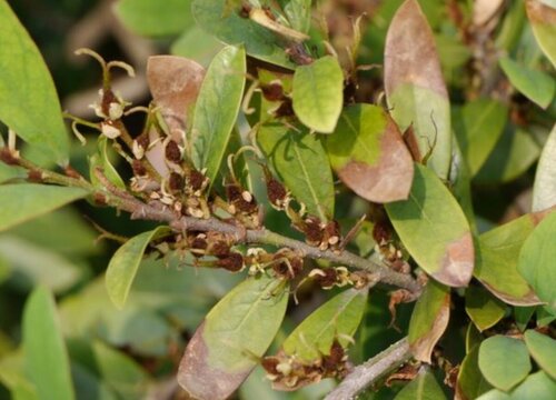 中华蚊母的养殖方法和注意事项