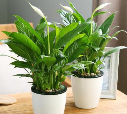 一帆风顺可以水养吗