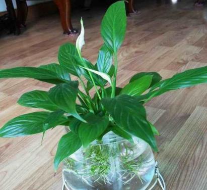 一帆风顺可以水养吗