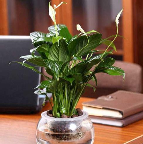 一帆风顺可以水养吗