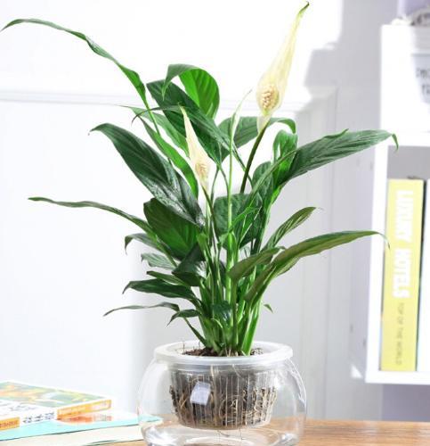 一帆风顺可以水养吗