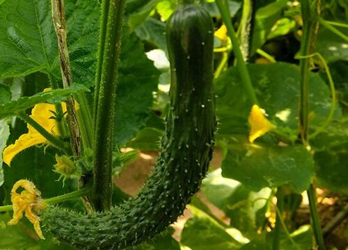 黄瓜的种植方法与时间