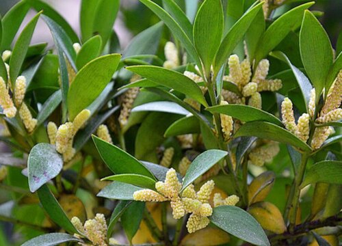 竹柏可以水培吗