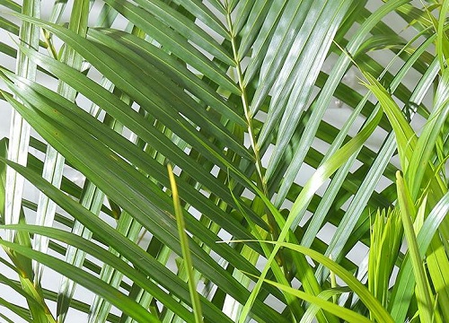 竹柏可以水培吗