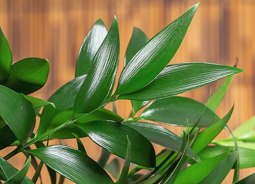 竹柏可以水培吗