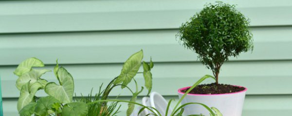 客厅适合养什么大植物