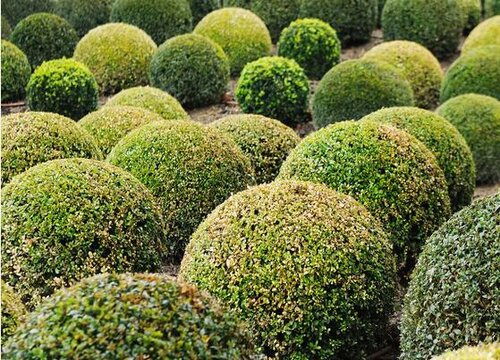 什么品种的黄杨最名贵