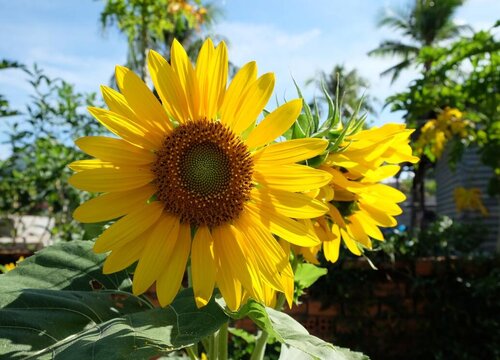 向日葵为什么会跟着太阳转动