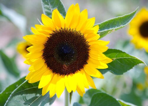 向日葵为什么会跟着太阳转动