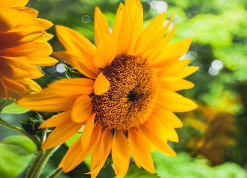 向日葵为什么会跟着太阳转动