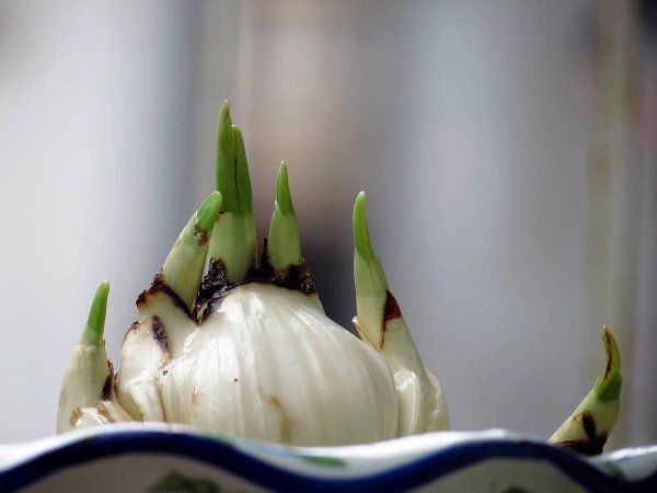 水仙花是什么颜色