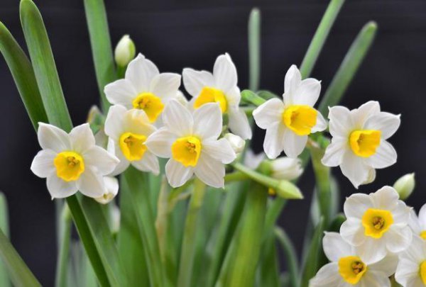 水仙花是什么颜色