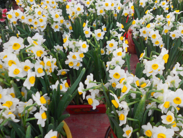 水仙花是什么颜色