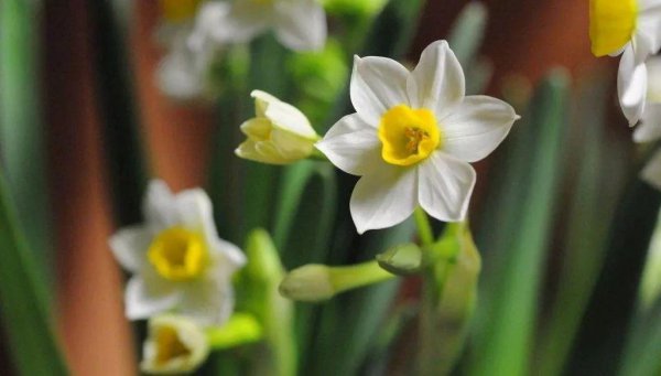 水仙花是什么颜色