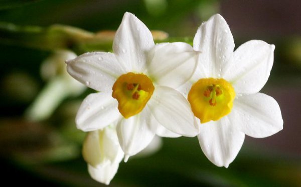 水仙花是什么颜色